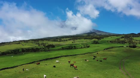 Grüne-Und-Vulkanische-Landschaft-Der-Insel-Pico-Auf-Den-Azoren