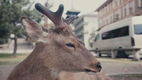 Free-roaming-Deer-In-Nara-Park-At-The-Foot-of-Mt