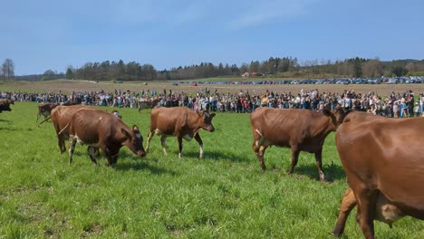 Vacas-Liberadas-Por-Primera-Vez-En-Primavera-Después-De-Haber-Permanecido-Alojadas-Durante-El-Invierno.