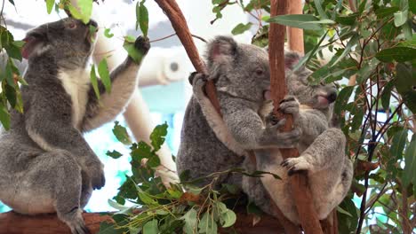Zwei-Süße-Und-Entzückende-Koalas-Dösen-Auf-Der-Astgabel-Des-Baumes-Und-Machen-Tagsüber-Ein-Nickerchen,-Während-Der-Dritte-Sich-An-Eukalyptusblättern-Gütlich-Tut