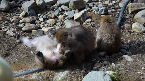 Japanese-Monkey-family,-grooming,-Macaca-Fuscata,-in-Jigokudani-Monkey-Park,-Yamanouchi,-Nagano,-Japan