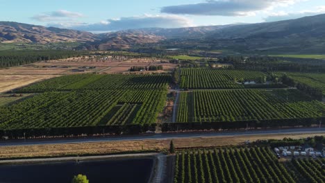 Drone-views-of-cherry-orchards-in-Cromwell,-Otago,-New-Zealand