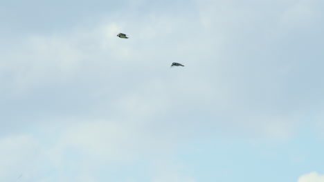 Two-northern-lapwing-birds-flying-together-high-in-sky,-flapping-wings