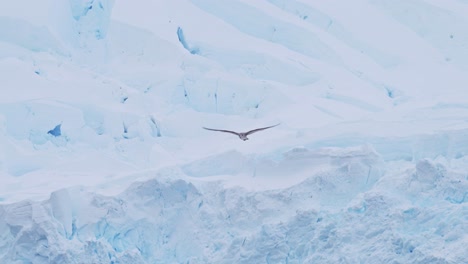 Pájaros-Volando-En-El-Paisaje-Invernal-De-La-Antártida,-Aves-Marinas-En-Vuelo-Volando-En-Cámara-Lenta-Pasando-Por-Un-Glaciar-Y-Hielo-En-El-Paisaje-Invernal-Con-Una-Increíble-Y-Hermosa-Escena-De-La-Península-Antártica