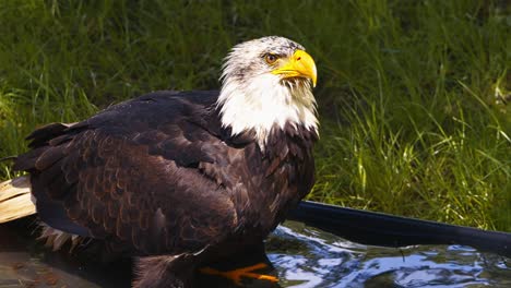 Video-of-the-American-bald-eagle,-slow-motion,-close-up