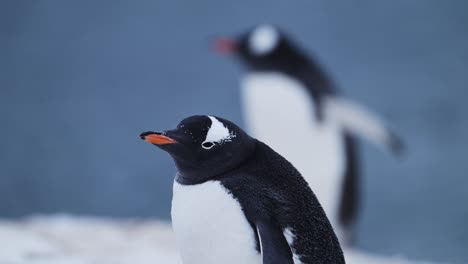 Penguin-Portrait-Close-Up-in-Antarctica,-Gentoo-Penguin-on-Wildlife-and-Animals-Vacation-in-Antarctic-Peninsula,-Beautiful-Cute-Bird-in-Conservation-Area