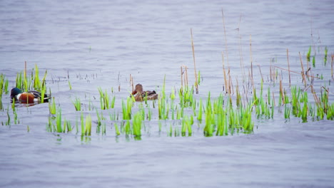 Zwei-Löffelenten-Schwimmen-Und-Plantschen-Im-Fluss-Mit-Schilf