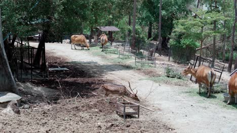 Banteng-Una-Especie-De-Vaca-Salvaje-Comiendo-Hierba