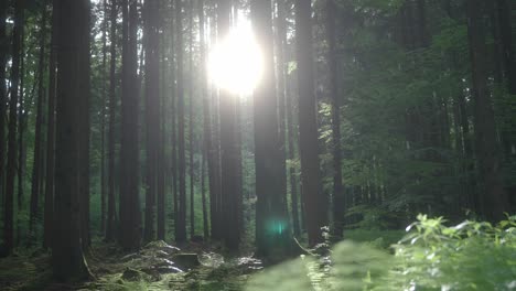 Regen-Im-Wald-An-Einem-Sonnigen-Tag