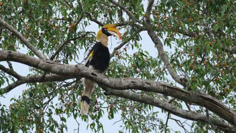 Seen-moving-its-head-around-and-then-preens-its-left-wing-while-perched-on-a-branch-of-a-fruiting-tree,-Great-Hornbill-Buceros-bicornis