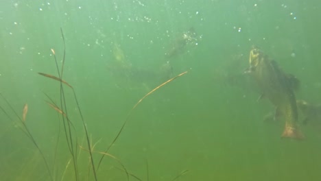 Underwater-view-of-fish-feeding,-showcasing-a-group-of-fish-with-speckled-patterns-swimming-in-green,-murky-water