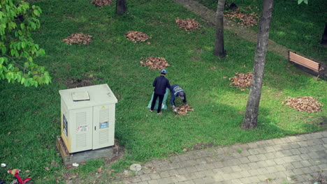 Aerial-view-of-workers-put-dry-fallen-leaves-into-bag