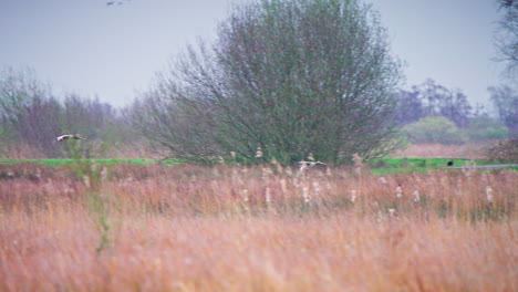 Dos-Gansos-Grises-Volando-Sobre-Un-Campo-De-Hierba-Marrón-Hacia-Un-Bosque-De-árboles