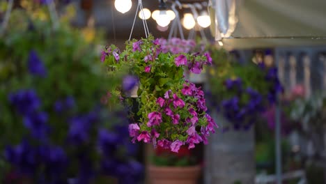 Lila-Und-Rosa-Blumen-Hängen-An-Einem-Regnerischen-Tag-Im-Garten-Hinter-Dem-Haus:-Wunderschöne-Dekoration-Mit-Lampen-Für-Eine-Hochzeitsveranstaltung