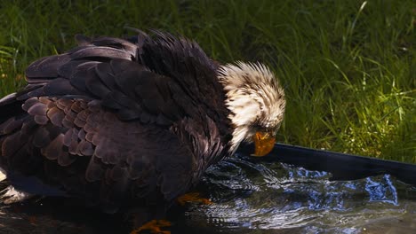 Video-of-the-American-bald-eagle,-slow-motion,-close-up