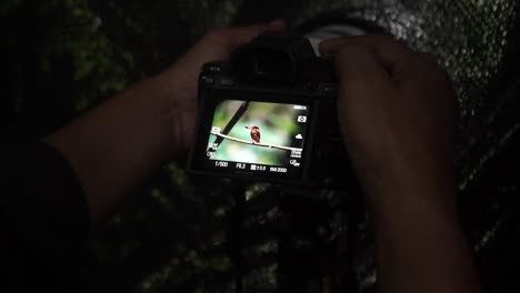 Photographer-taking-a-photo-of-a-bird-in-the-Indonesian-forest