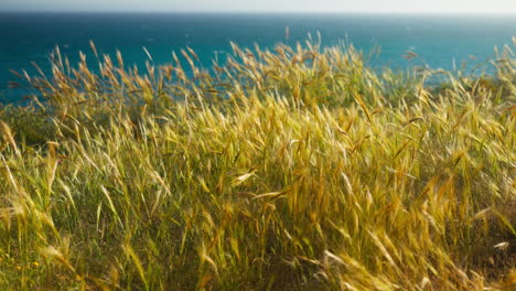 Gras,-Das-Sich-Mit-Dem-Wind-In-Ufernähe-Bewegt