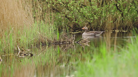 Greylag-goose-on-wetland-river-water-flowing-slow-between-reeds