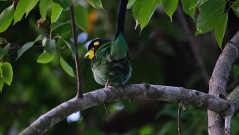 Seen-from-its-back-wagging-its-tail-while-looking-around,-Long-tailed-Broadbill-Psarisomus-dalhousiae