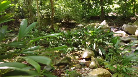 Tracking-through-lush-jungle-foliage-by-river