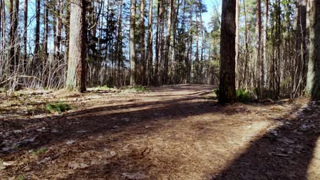 Riga,-Latvia,-Europe---A-Tranquil-Forest-Path-Surrounded-by-Tall-Trees-Near-Vansu-Tilts---Drone-Flying-Forward