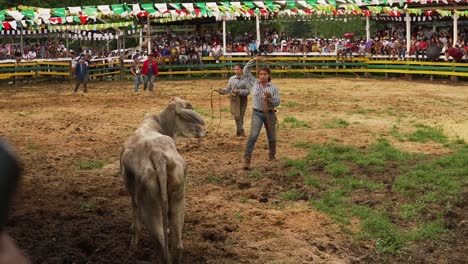 Frauen-Beim-Bull-Dogging-Fangen-Den-Stier