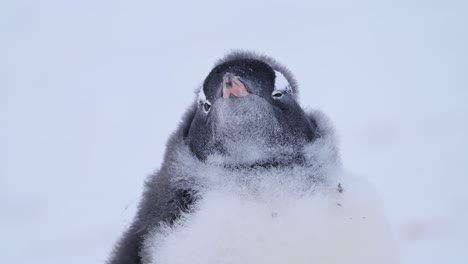 Cute-Young-Baby-Penguins,-Gentoo-Penguin-Chick-in-Snow-on-Antarctica-Wildlife-and-Animal-Vacation-on-Antarctic-Peninsula,-Close-Up-Portrait-of-Penguins-Babies-in-the-Winter