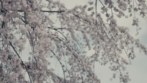 Weiße-Sakura-Kirschblüten-Im-Frühling-Im-Bokeh-Himmelhintergrund