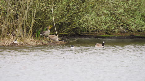 Giant-canada-geese-and-ducks-floating-along-wooded-river-shore