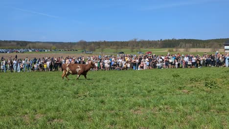 Kühe-Werden-Im-Frühjahr-Zum-Ersten-Mal-Freigelassen,-Nachdem-Sie-Den-Winter-Im-Stall-Verbracht-Haben