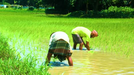 Agricultores-Asiáticos-Plantando-Plántulas-De-Arroz-A-La-Luz-Del-Sol,-Sombrero-Cónico