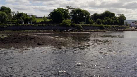 Toma-Tranquila-De-Un-Camión-Siguiendo-A-Dos-Cisnes-Deslizándose-En-La-Bahía-De-Kinvara.