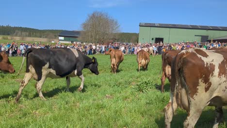 Cows-being-released-for-the-first-time-in-spring-after-being-kept-housed-over-winter