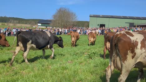 Vacas-Liberadas-Por-Primera-Vez-En-Primavera-Después-De-Haber-Permanecido-Alojadas-Durante-El-Invierno.