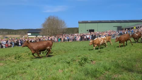 Vacas-Liberadas-Por-Primera-Vez-En-Primavera-Después-De-Haber-Permanecido-Alojadas-Durante-El-Invierno.