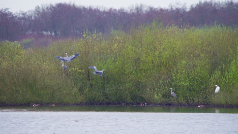 Garzas-Grises-Volando-Sobre-El-Agua-Del-Lago,-Otras-Aves-Acuáticas-En-La-Orilla-Boscosa