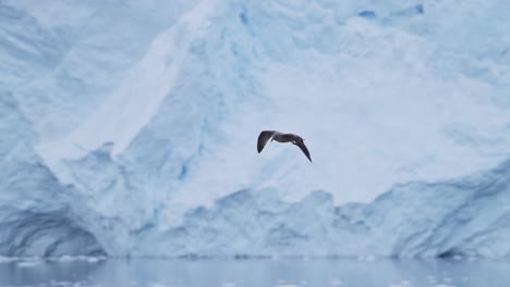 Seabird-Flying-in-Antarctica-Winter-Scenery,-Bird-in-Flight-Flying-in-Slow-Motion-Past-a-Glacier-and-Ice-in-Winter-Landscape-with-Amazing-Beautiful-Antarctic-Peninsula-Scene