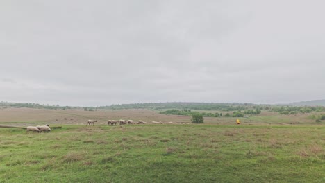 Flock-of-sheep-herded-by-Bulgarian-shepherd-and-dog-miserable-wet-day