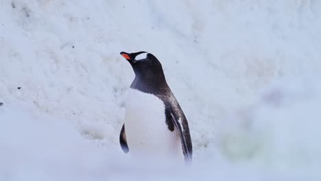 Antarctica-Wildlife,-Walking-on-Penguin-Highway-in-Snow,-Gentoo-Penguins-on-Antarctica-Wildlife-and-Animals-Trip-on-Antarctic-Peninsula,-Cute-Low-Angle-Shot-in-Snowy-Winter-Scenery