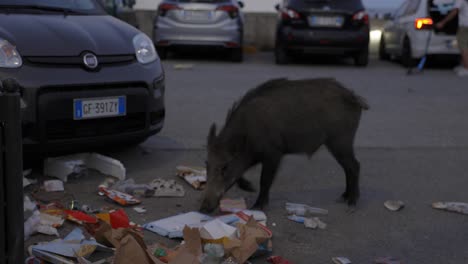 Schwein-Frisst-Müll-Und-Sucht-Nach-Nahrung,-Italien