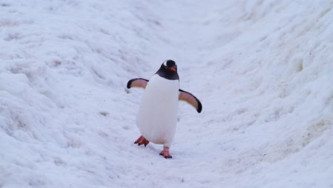 Walking-on-Penguin-Highway-in-Snow,-Gentoo-Penguins-on-Antarctica-Wildlife-and-Animals-Trip-on-Antarctic-Peninsula,-Cute-Low-Angle-Shot-in-Snowy-Winter-Scenery