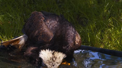 Video-of-the-American-bald-eagle,-slow-motion,-close-up