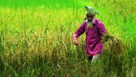 Old-Farmer-Harvesting-Golden-Rice-with-an-Antique-Hand-Scythe-Sickle