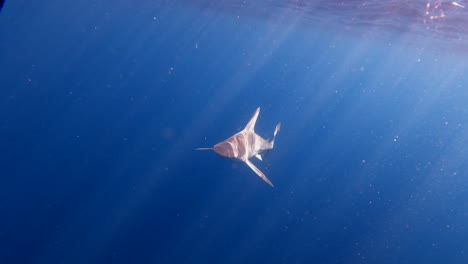 Este-Vídeo-Trata-Sobre-Go-Pro---Sharks-Florida---27-De-Abril-De-2023