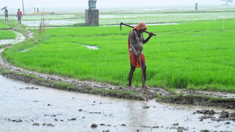 Granjero-Senior-Caminando-Con-Bastón-Bajo-La-Lluvia-En-Una-Granja-Agrícola-Sosteniendo-Una-Azada-De-Jardín-Durante-La-Temporada-De-Monzones