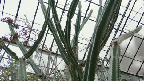 Tall-green-cacti-thriving-within-sunlit-glasshouse-conservatory