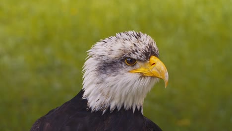 Video-Des-Weißkopfseeadlers,-Zeitlupe,-Nahaufnahme