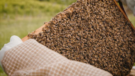 Bienenstockrahmen-Mit-Bienen-Bedeckt