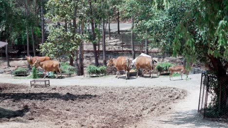 Banteng-Eine-Art-Von-Wildrind-Kuh-Frisst-Gras