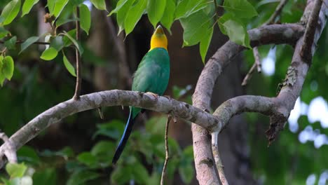 Looking-up-seriously-while-wagging-its-tail-as-it-looks-around,-Long-tailed-Broadbill-Psarisomus-dalhousiae